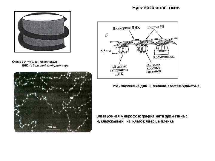 Нуклеосомная нить Схема расположения молекулы ДНК на белковой глобуле – коре Взаимодействие ДНК и