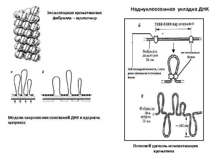 Элементарная хроматиновая фибрилла – нуклеомер Наднуклеосомная укладка ДНК Модели закрепления оснований ДНК в ядерном