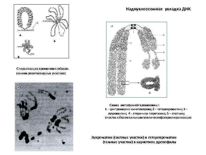  Наднуклеосомная укладка ДНК Спирализация хромонем с образо- ванием розетковидных участков: Схема метафазной хромосомы