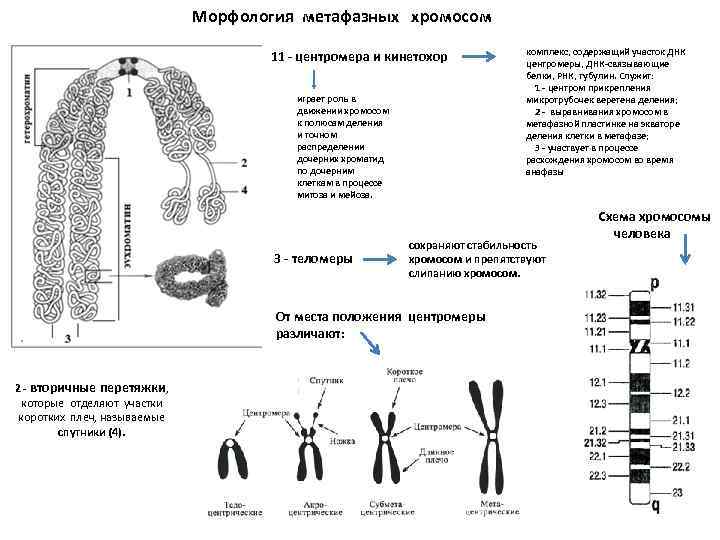 Морфология метафазных хромосом 11 - центромера и кинетохор играет роль в движении хромосом к