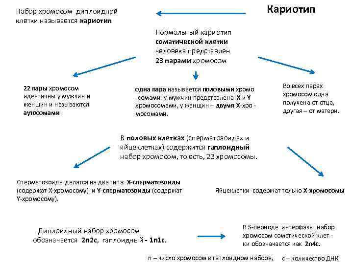 Кариотип Набор хромосом диплоидной клетки называется кариотип Нормальный кариотип соматической клетки человека представлен 23