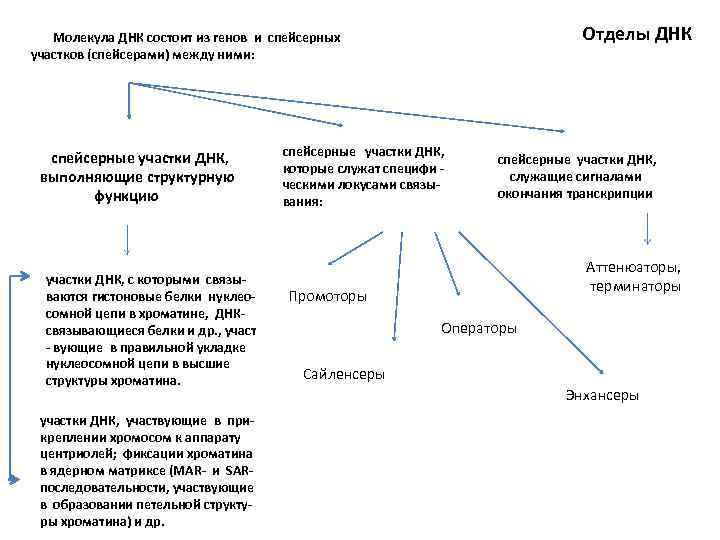 Отделы ДНК Молекула ДНК состоит из генов и спейсерных участков (спейсерами) между ними: спейсерные