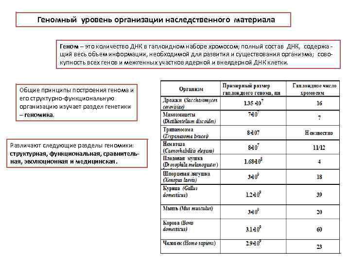  Геномный уровень организации наследственного материала Геном – это количество ДНК в гаплоидном наборе