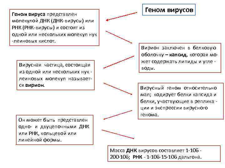 Геном вируса представлен молекулой ДНК (ДНК-вирусы) или РНК (РНК-вирусы) и состоят из одной или