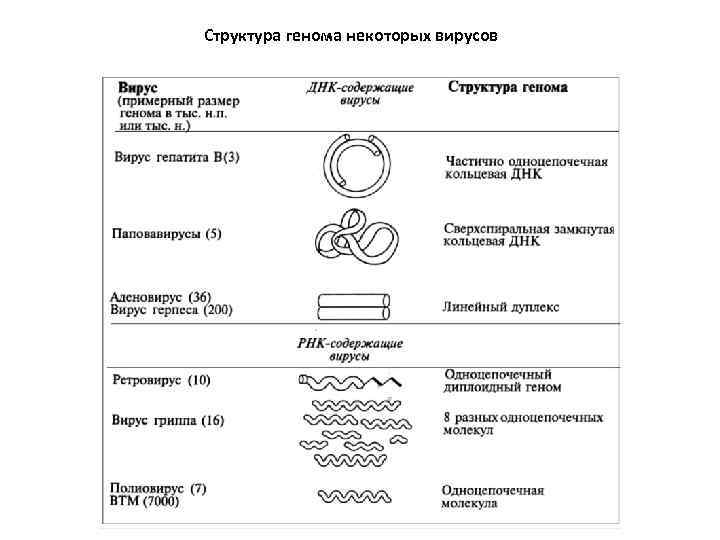  Структура генома некоторых вирусов 