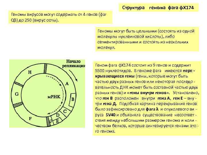  Структура генома фага φХ 174 Геномы вирусов могут содержать от 4 генов (фаг