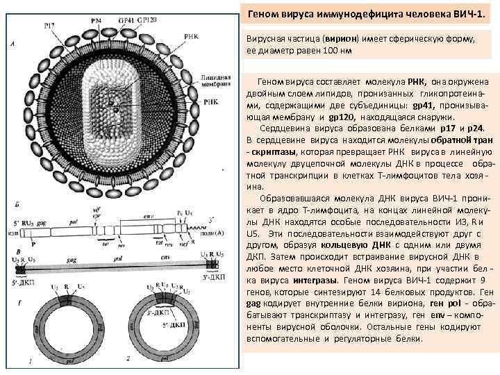  Геном вируса иммунодефицита человека ВИЧ-1. Вирусная частица (вирион) имеет сферическую форму, ее диаметр