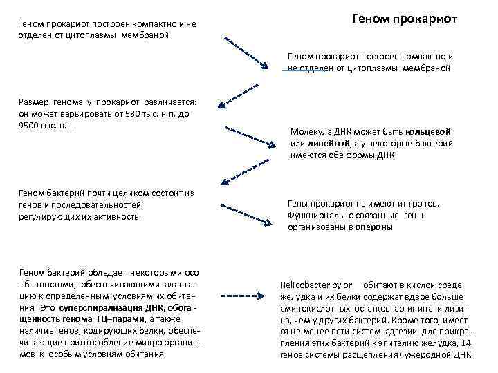 Геном прокариот построен компактно и не отделен от цитоплазмы мембраной Размер генома у прокариот