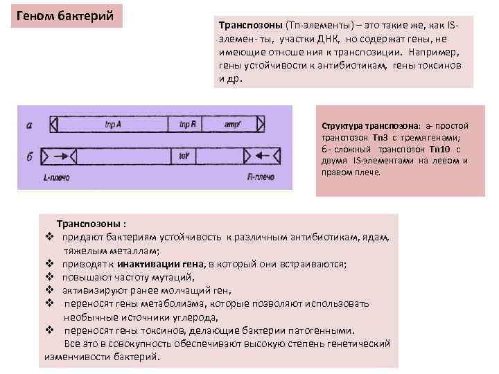 Геном бактерий Транспозоны (Тn-элементы) – это такие же, как ISэлемен- ты, участки ДНК, но