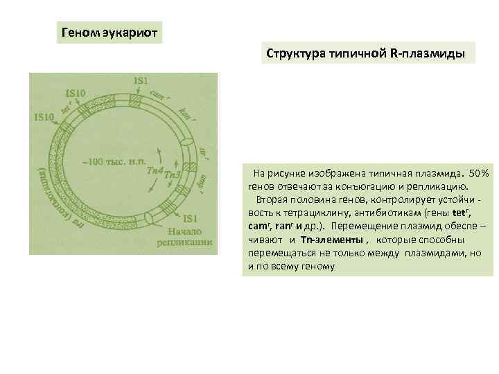 Геном эукариот Структура типичной R-плазмиды На рисунке изображена типичная плазмида. 50% генов отвечают за