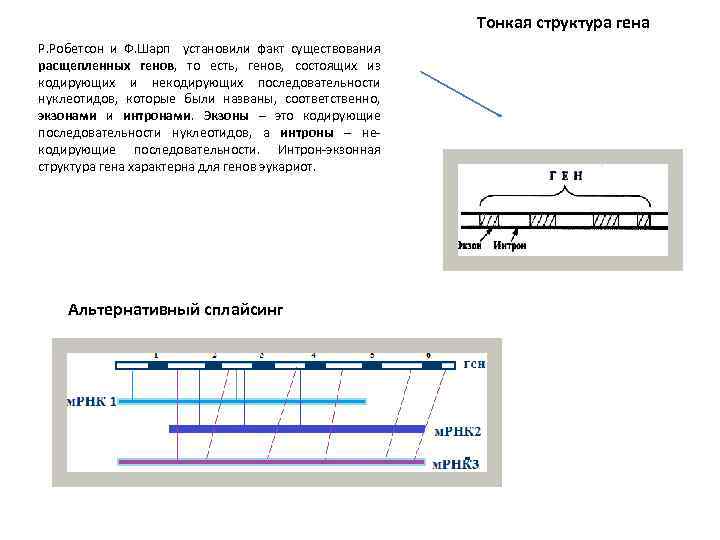 Тонкая структура гена Р. Робетсон и Ф. Шарп установили факт существования расщепленных генов, то