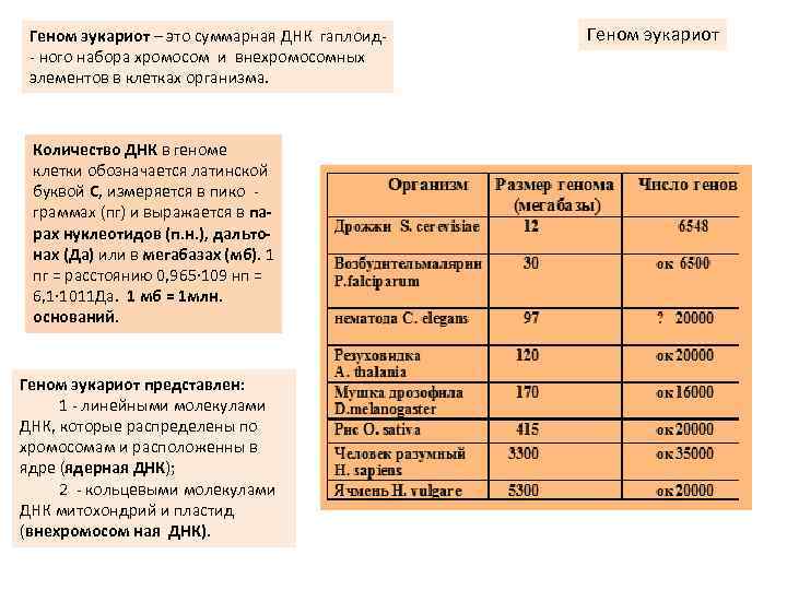 Геном эукариот – это суммарная ДНК гаплоид- - ного набора хромосом и внехромосомных элементов