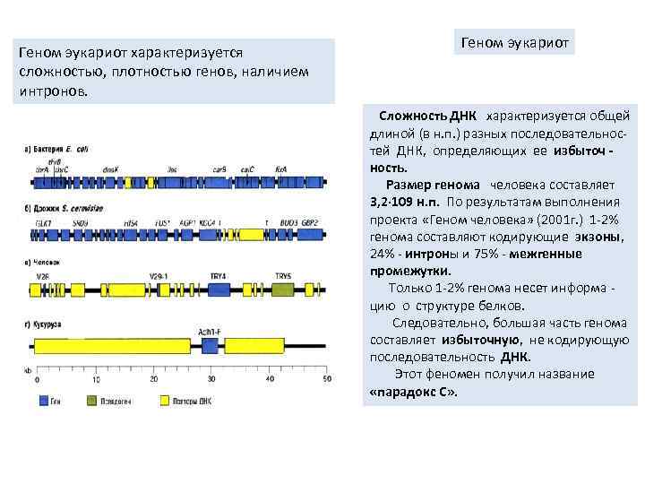 Геном эукариот характеризуется сложностью, плотностью генов, наличием интронов. Геном эукариот Сложность ДНК характеризуется общей