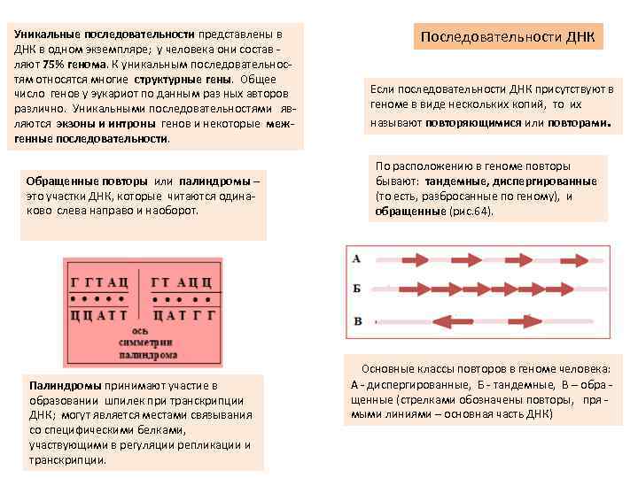 Уникальные последовательности представлены в ДНК в одном экземпляре; у человека они состав - ляют