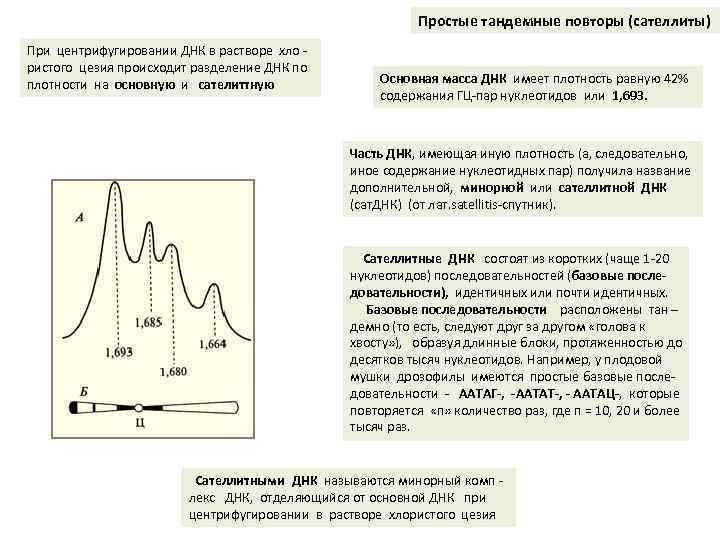 Простые тандемные повторы (сателлиты) При центрифугировании ДНК в растворе хло - ристого цезия происходит