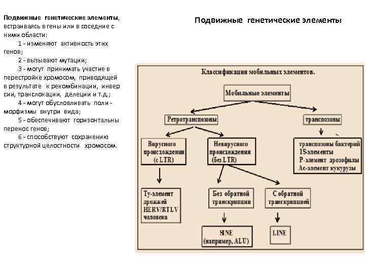 Подвижные генетические элементы, встраиваясь в гены или в соседние с ними области: 1 -