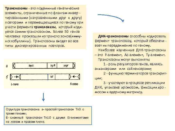 Транспозоны - это подвижные генетические элементы, ограниченные по флангам инвер тированными (направленными друг к