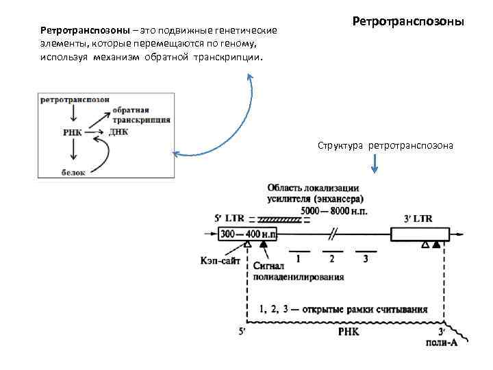 Ретротранспозоны – это подвижные генетические элементы, которые перемещаются по геному, используя механизм обратной транскрипции.