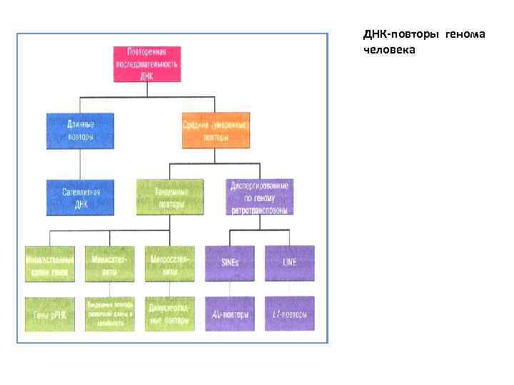 ДНК-повторы генома человека 