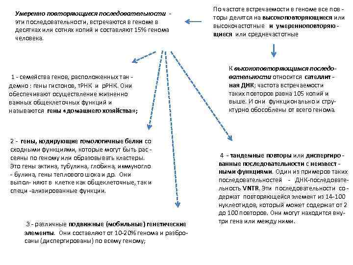 Умеренно повторяющиеся последовательности - эти последовательности, встречаются в геноме в десятках или сотнях копий