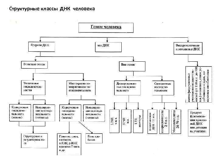 Структурные классы ДНК человека 