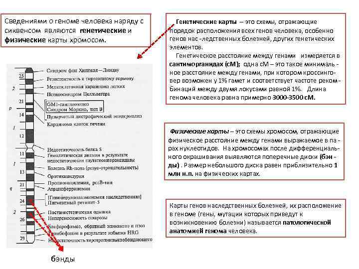 Сведениями о геноме человека наряду с сиквенсом являются генетические и физические карты хромосом. Генетические