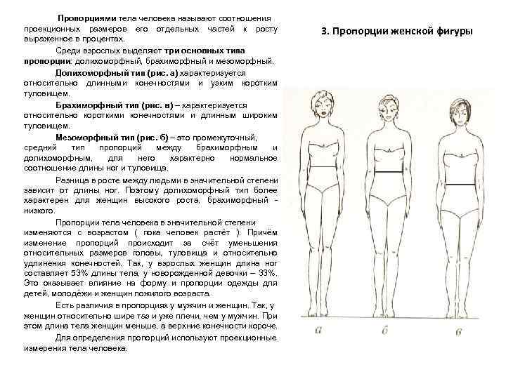 Пропорциями тела человека называют соотношения проекционных размеров его отдельных частей к росту выраженное в