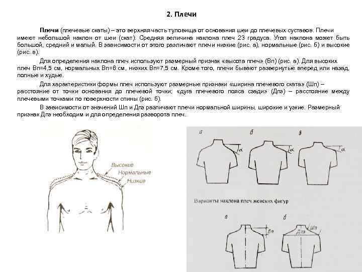 2. Плечи (плечевые скаты) – это верхняя часть туловища от основания шеи до плечевых