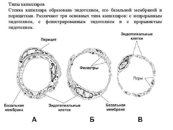 Стенки капилляров