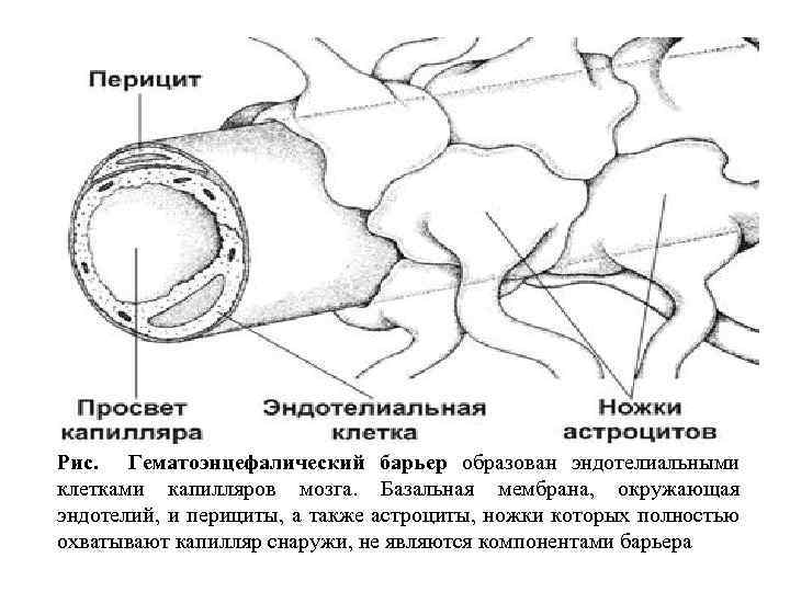 Рис. Гематоэнцефалический барьер образован эндотелиальными клетками капилляров мозга. Базальная мембрана, окружающая эндотелий, и перициты,