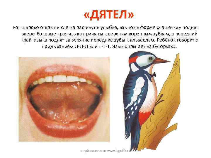  «ДЯТЕЛ» Рот широко открыт и слегка растянут в улыбке, язычок в форме «чашечки»