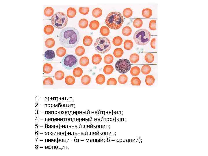 1 – эритроцит; 2 – тромбоцит; 3 – палочкоядерный нейтрофил; 4 – сегментоядерный нейтрофил;