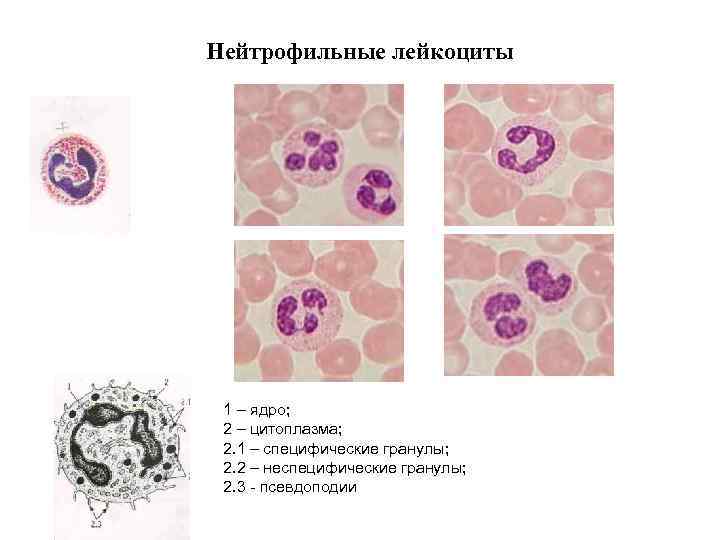 Нейтрофильные лейкоциты 1 – ядро; 2 – цитоплазма; 2. 1 – специфические гранулы; 2.