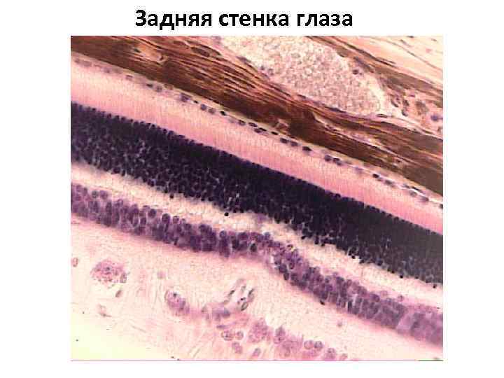 Оболочки задней стенки глаза