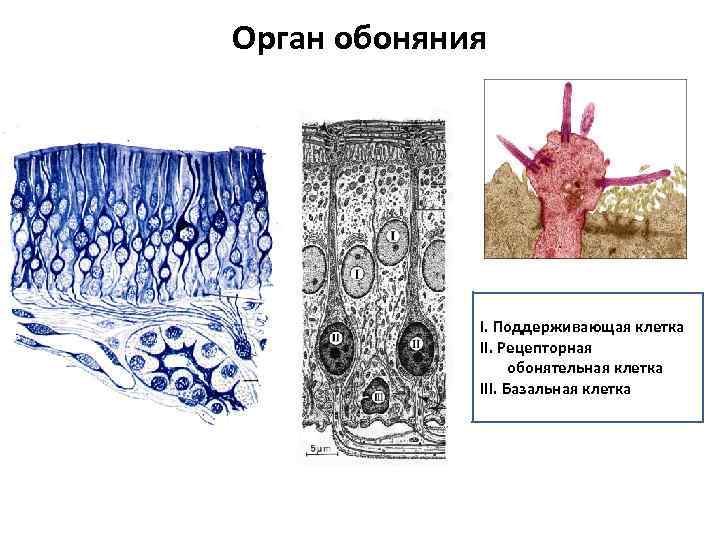 Орган обоняния I. Поддерживающая клетка II. Рецепторная обонятельная клетка III. Базальная клетка 