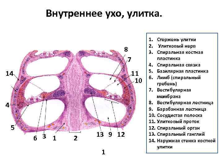 Внутренняя пластина. Внутреннее ухо спиральная пластинка. Костная спиральная пластинка. Внутреннее ухо лимб. Спиральная костная пластинка гистология.