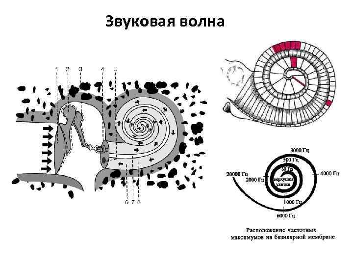 Звуковая волна 
