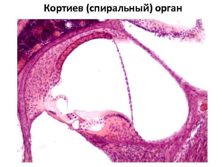 Кортиев (спиральный) орган 