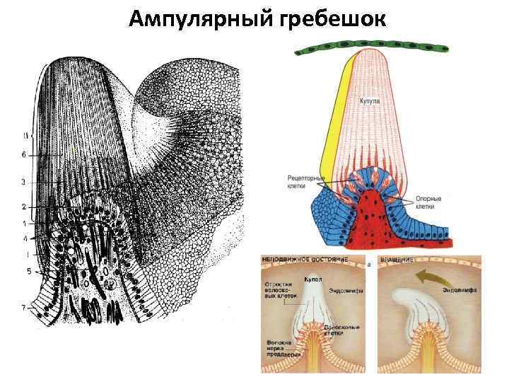 Ампулярный гребешок 