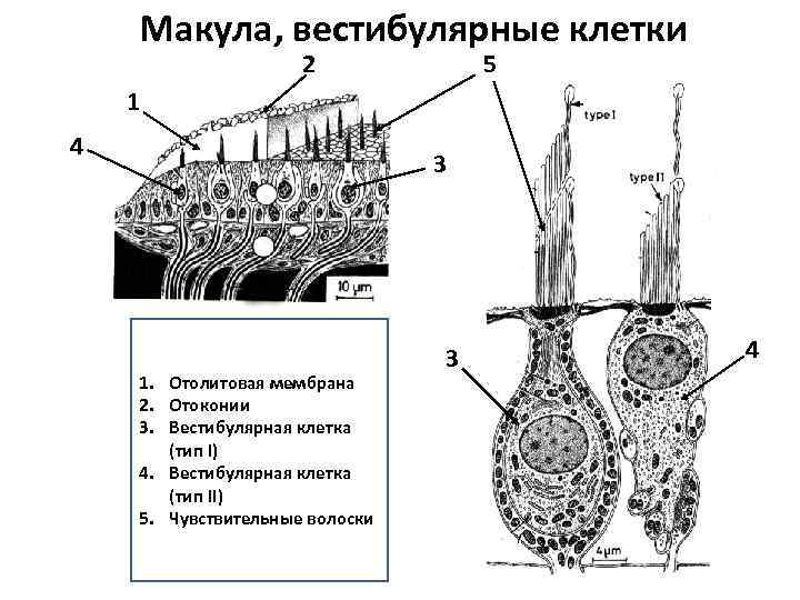 Схема строения макулы