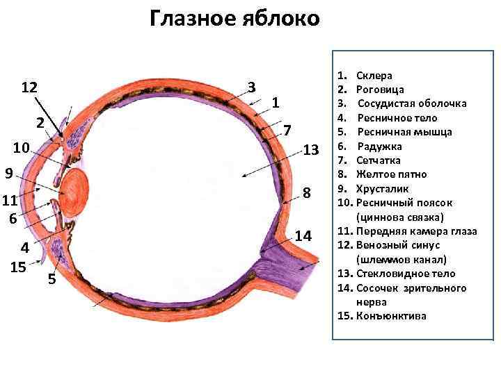 Характеристика оболочки глазного яблока. Схема строения глазного яблока гистология. Глазное яблоко строение препарат.