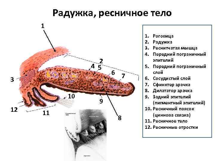 Радужка, ресничное тело 1 2 4 5 3 10 12 11 1. 2. 3.