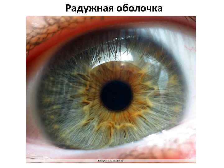 Радужная оболочка 