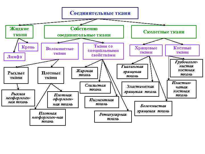 Соединительные ткани Жидкие ткани Собственно соединительные ткани Кровь Лимфа Рыхлые ткани Рыхлая неоформленная ткань