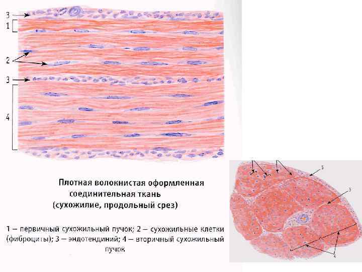 Плотная волокнистая неоформленная соединительная ткань рисунок