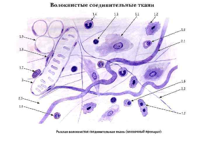 Рыхлая волокнистая соединительная ткань