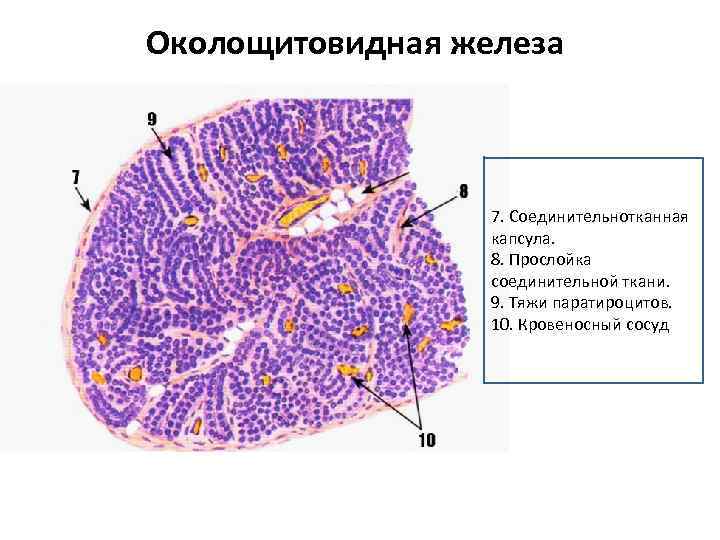 Железа какая ткань