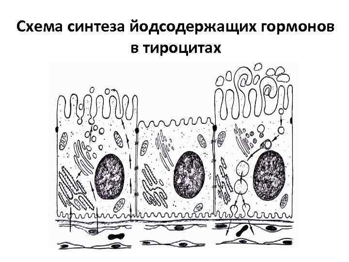 Секреторный цикл фолликулярного тироцита схема по гистологии