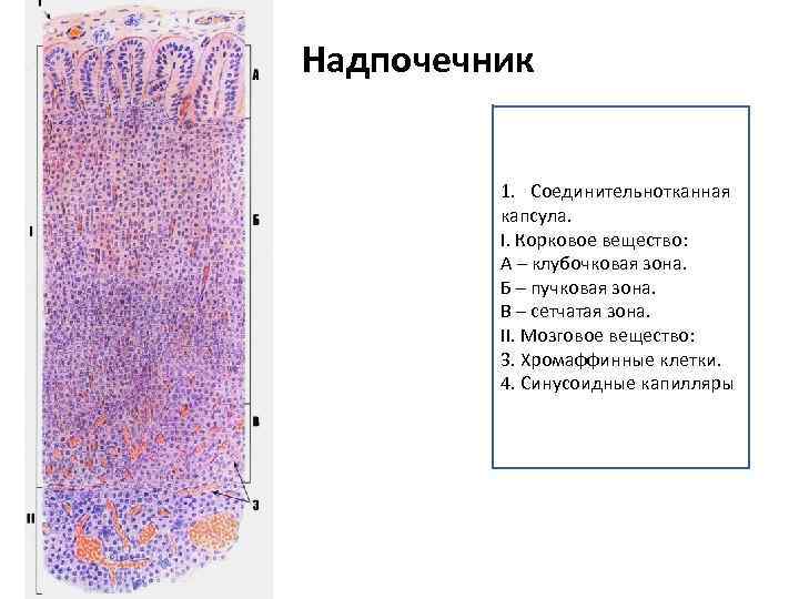 Надпочечники рисунок гистология