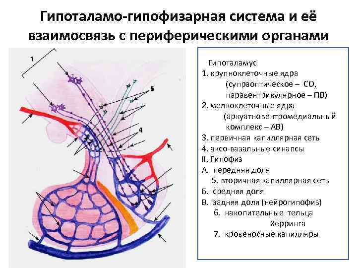 Схема взаимовлияния органов гипоталамо гипофизарной системы